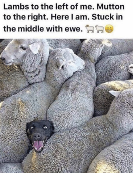 Funny Friday: Stuck in the middle with ewe - Happy, Healthy & Prosperous