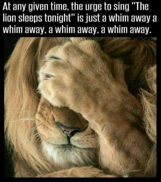 the lion sleeps tonight mp3 the lion sleeps tonight mp3