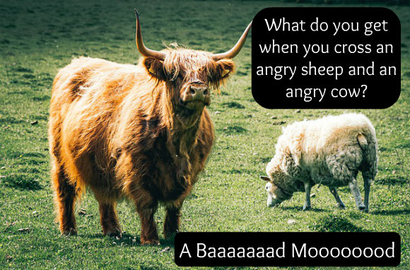 Funny Friday: An angry sheep and an angry cow - Happy, Healthy & Prosperous