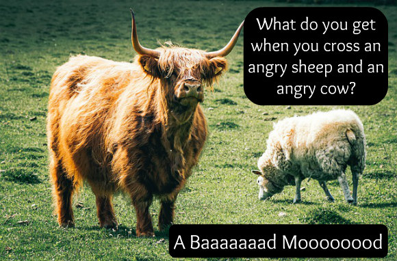 Funny Friday: An angry sheep and an angry cow - Happy, Healthy & Prosperous Funny Friday: An angry sheep and an angry cow - Happy, Healthy & Prosperous