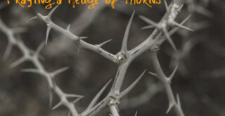 Praying a Hedge of Thorns